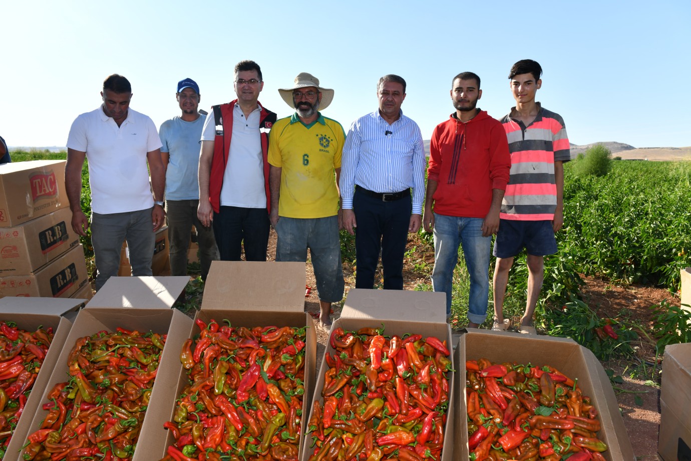 VALİ ŞILDAK BİBER HASADINA KATILDI
