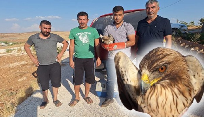 Yaralı Kartal Şanlıurfa’da Tedavi Altına Alındı