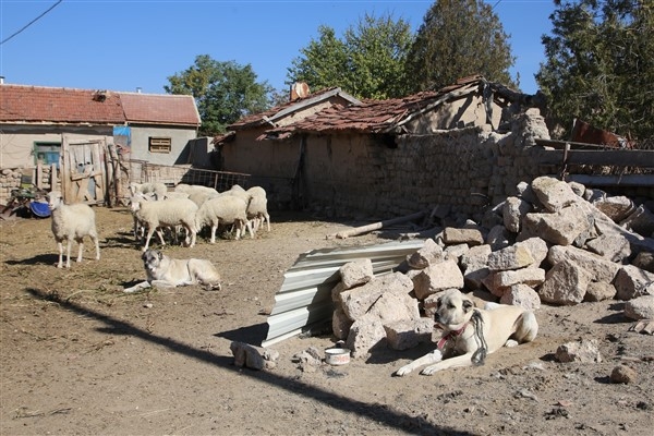 Eskişehir'de çoban ve bekçi köpeklerine mikroçipleme çalışması yapıldı