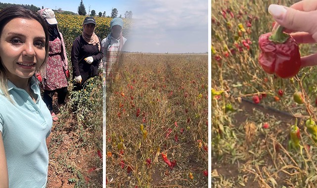 Hilvan'da Çiftçinin Emeği Tarlada Kaldı: Yüzlerce Dönüm Biber Çürümeye Terk Edildi