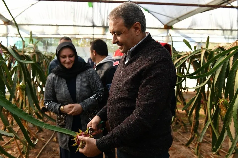 Şanlıurfa’da Ejder Meyvesi Üretimi Başladı