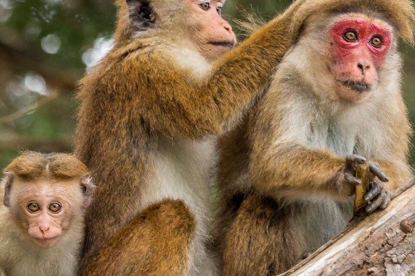 Sri Lanka'da ülke çapındaki elektrik kesintisinden maymun sorumlu tutuldu