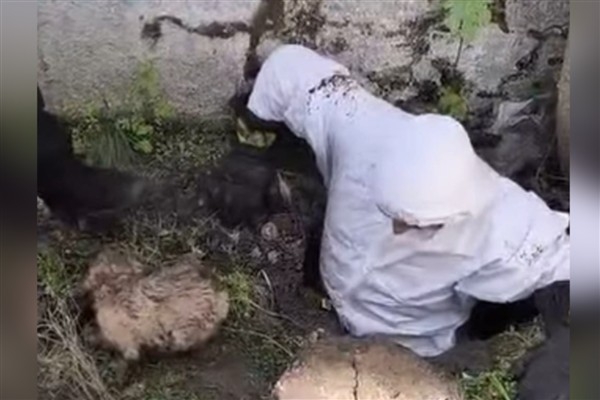 Diyarbakır'da kanala düşen yavru köpek itfaiye ekiplerince kurtarıldı