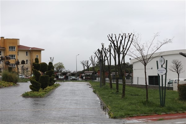 Muğla Büyükşehir'den ağaçlara gençlik aşısı