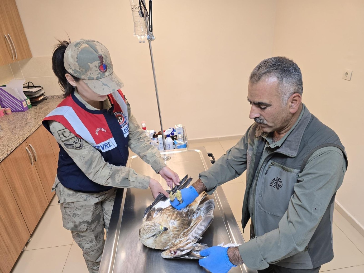 Yaralı Kartal HAYDİ Ekiplerince Kurtarıldı: Doğaya Yeniden Kazandırılacak