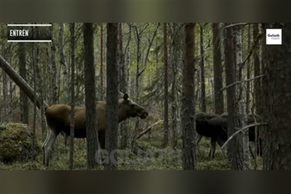 İsveç'in Büyük Geyik Göçü canlı yayını 478 saatlik izleme süresinin ardından sona erdi