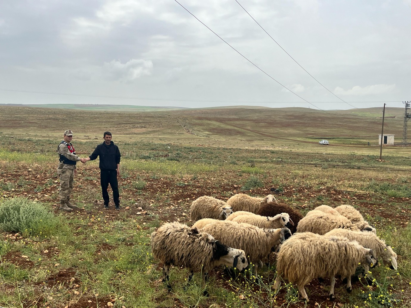 Şanlıurfa’da Kaybolan Hayvanlar Bulundu: Jandarma Hızlı Müdahale Etti