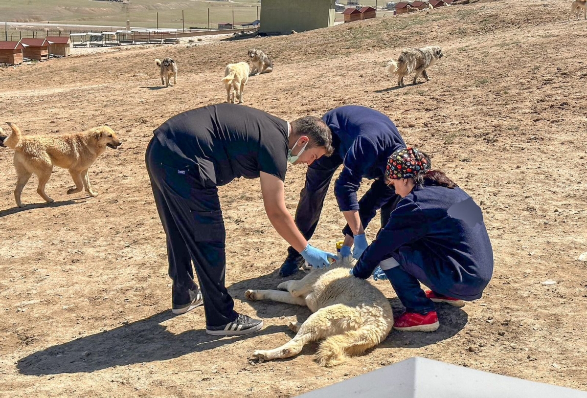 Doğal yaşam alanındaki hayvanlara sağlık taraması yapıldı