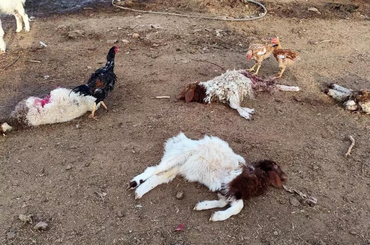Viranşehir’de Başıboş Köpek Dehşeti: 33 Kuzu Telef Oldu