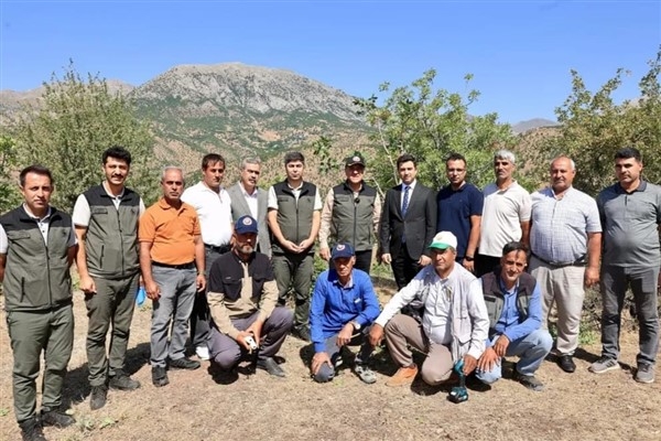 Bingöl'de Menengiç ağaçları ekonomiye kazandırılıyor