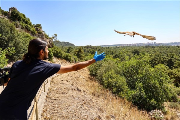 Antalya'da Doğal Yaşam Parkı’nda bakılan kerkenez yavruları doğaya bırakıldı
