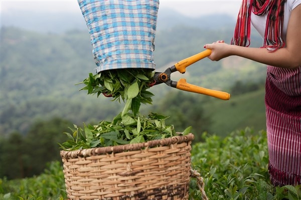 Efor Çay'ın e-ticaret faaliyetleri