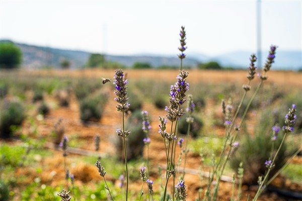 Milas'ta lavanta hasadı yapıldı