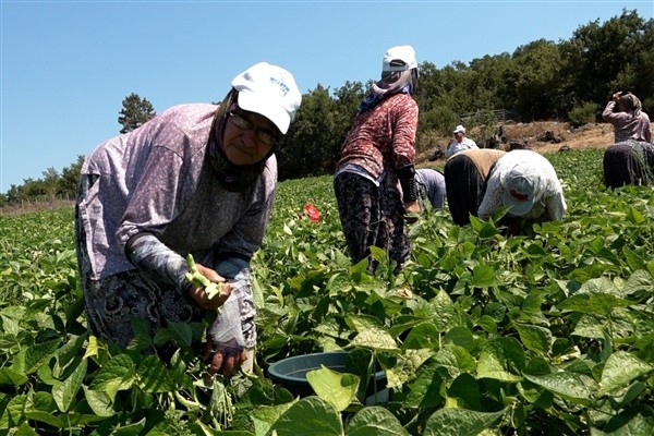 Balıkesir Büyükşehir Belediyesi'nin dağıttığı tohumlar toprakla buluştu