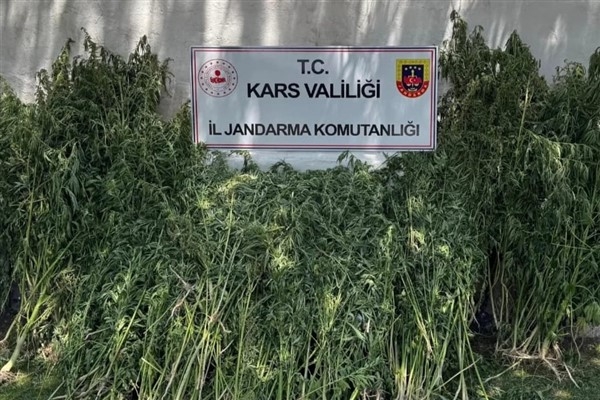Kars'ta 42 binden fazla kök kenevir bitkisi ele geçirildi