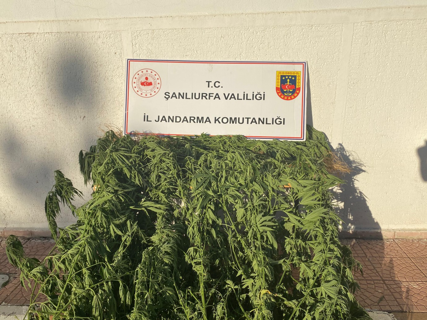 Siverek’te Jandarmadan Uyuşturucu Operasyonu: 35 Kök Kenevir Ele Geçirildi