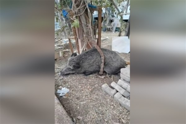İzmir'de yaralı halde bulunan yaban domuzu tedavi edildi