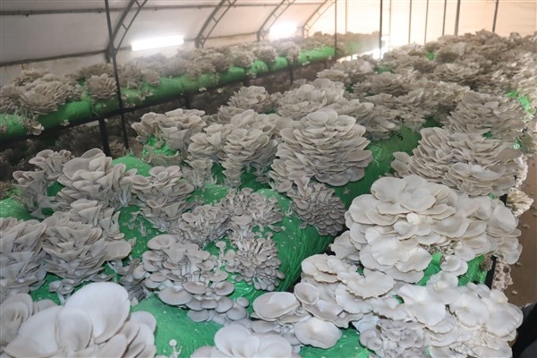 İzmit Belediyesi'nden 2,5 tonluk istiridye mantarı hasadı