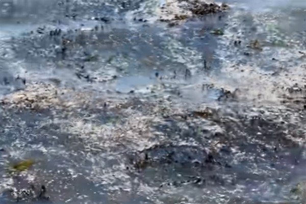 Yeni Zelanda'danın başkentinde lağım atıkları iki haftadır okyanusa akıyor