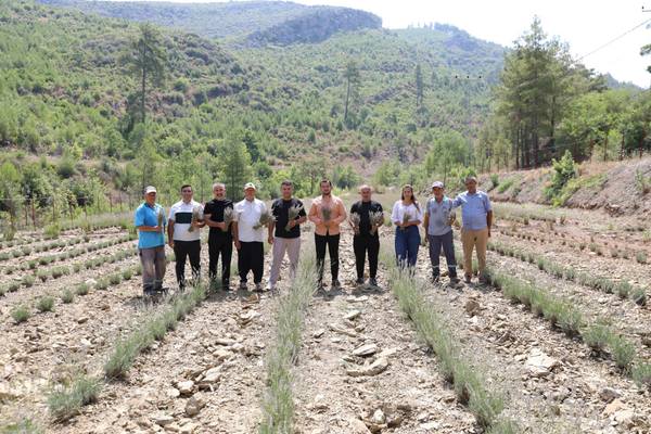 Fakırcalı'daki lavanta bahçesinde ilk hasat gerçekleştirildi