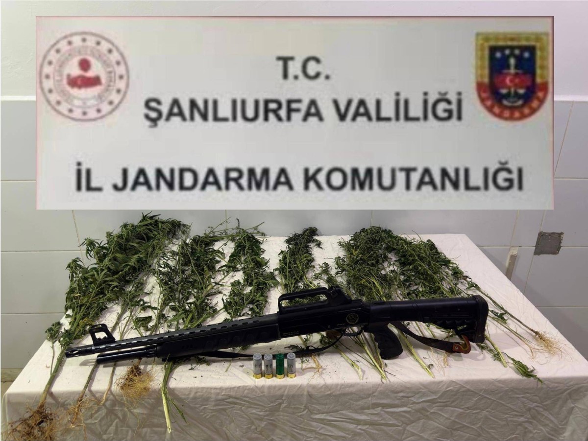 Suruç’ta Kenevir Operasyonu