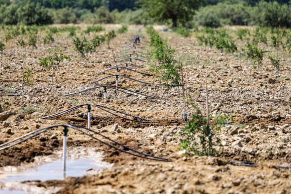 Selçuk’ta 2 bin dönüm arazi yeniden üretime açıldı