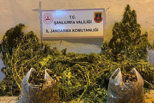 Şanlıurfa’da uyuşturucu operasyonları: Kenevir, esrar ve ruhsatsız tüfek ele geçirildi