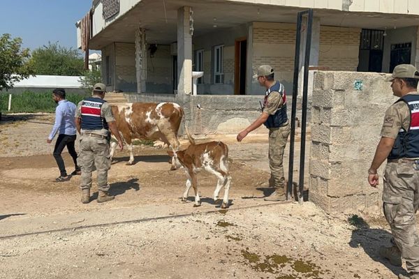 Şanlıurfa’da 315 bin liralık hayvan dolandırıcılığı