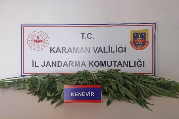 Karaman’da denetimlerde 66 kök kenevir ele geçirildi