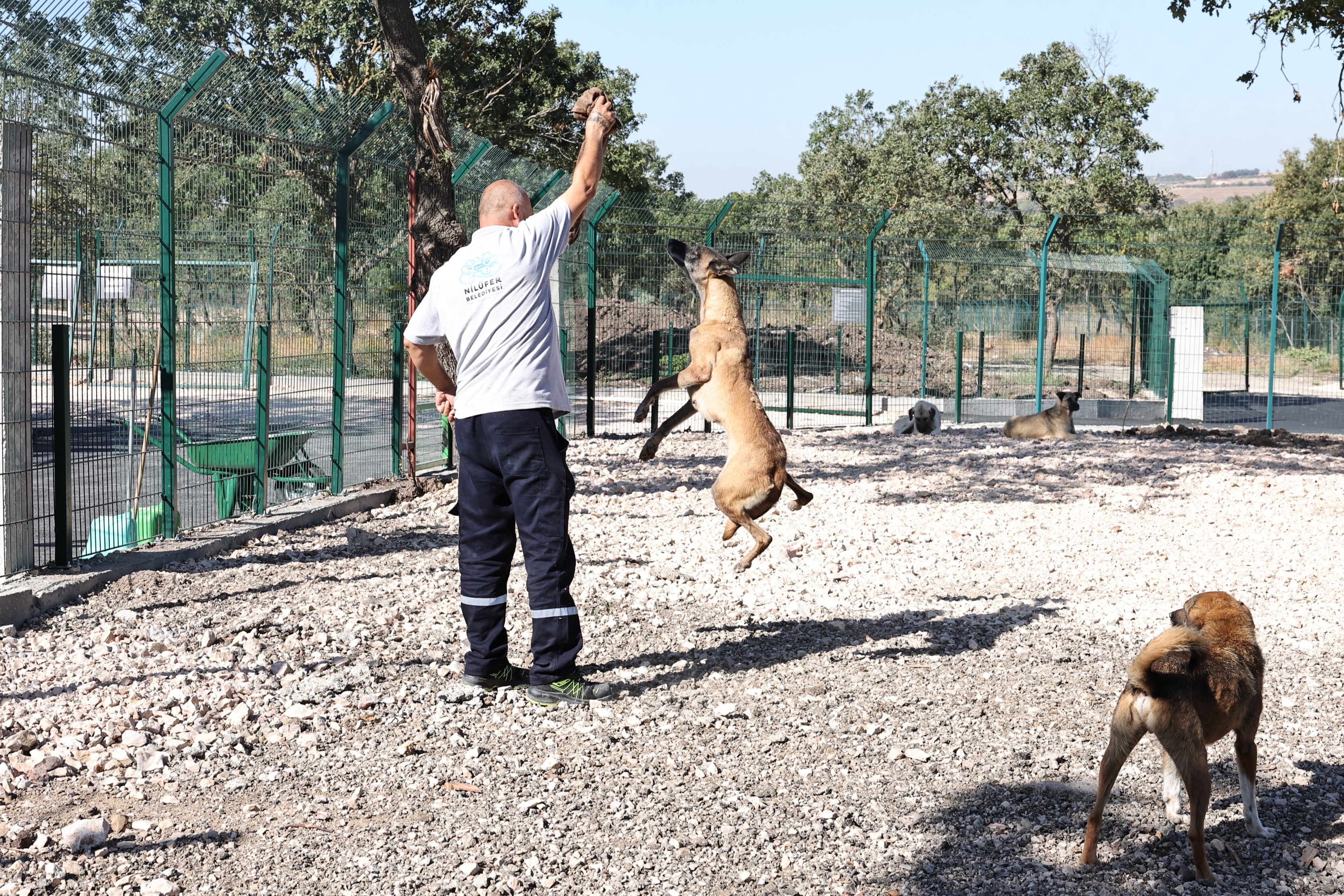 Umut yeni yuvasına kavuştu