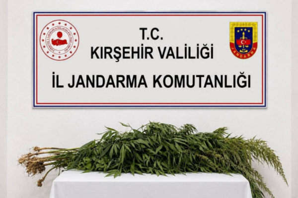 Kırşehir’de iki kişinin evinde 30 kök kenevir ele geçirildi
