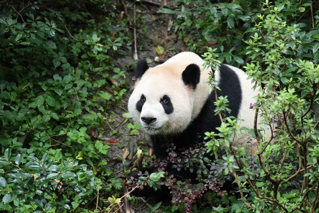 İki dev panda ABD’deki yeni yuvalarına gidiyor