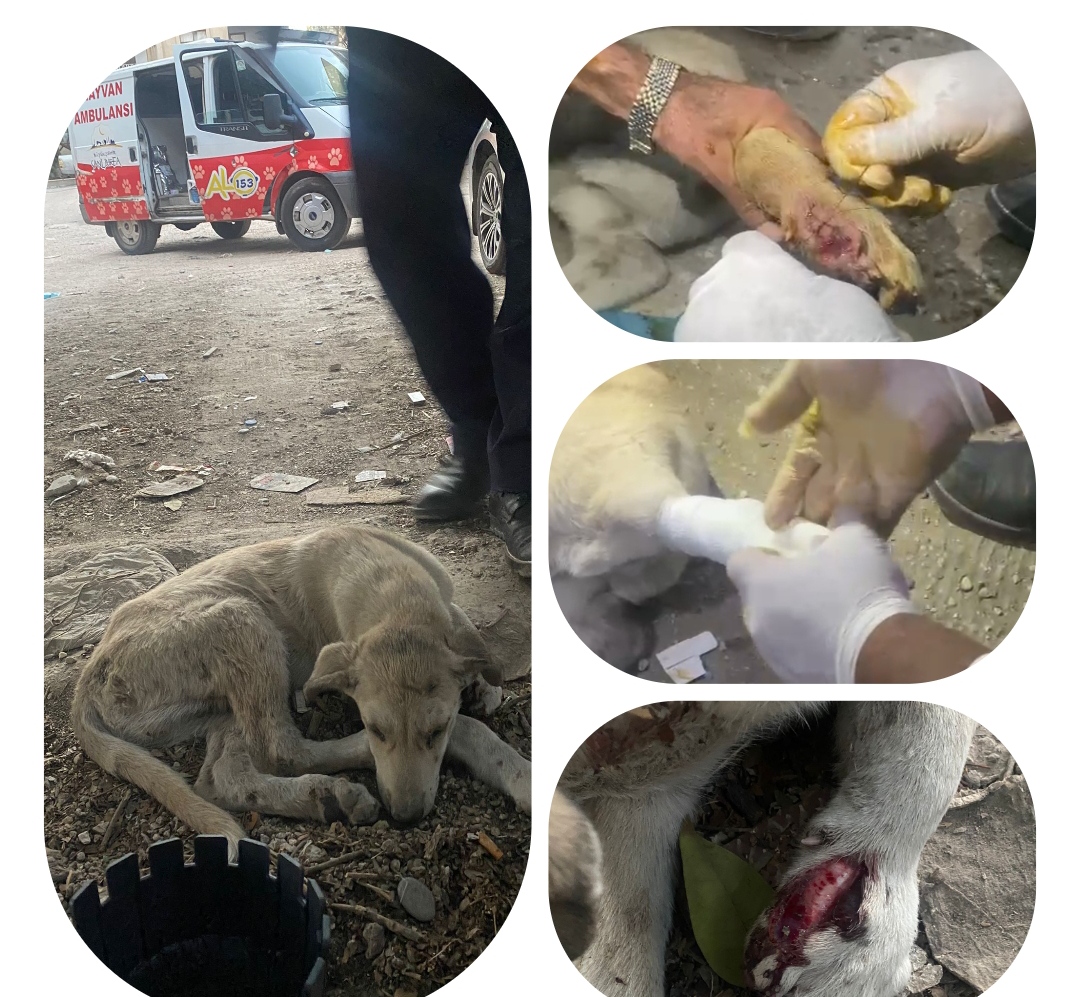Şanlıurfa'da Aracın Çarptığı Köpeğe 8 Dikiş Atıldı