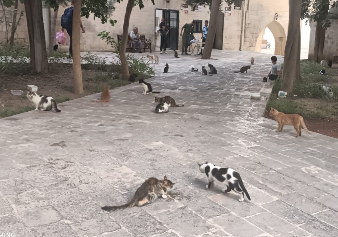Urfa'nın Kedileri Bu Camide Toplanıyor