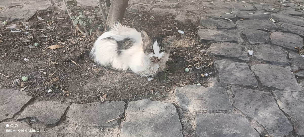 Urfa'da Esrarengiz Hastalık: Kediler Tek Tek Ölüyorlar