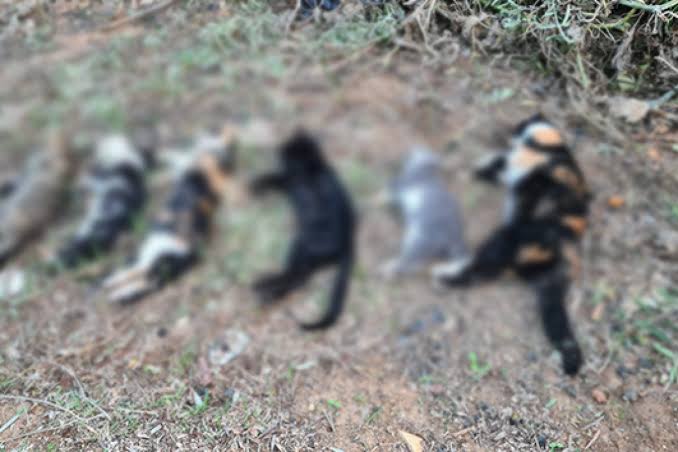 Urfa Ulu Camide Toplu Kedi Ölümleri Sürüyor 