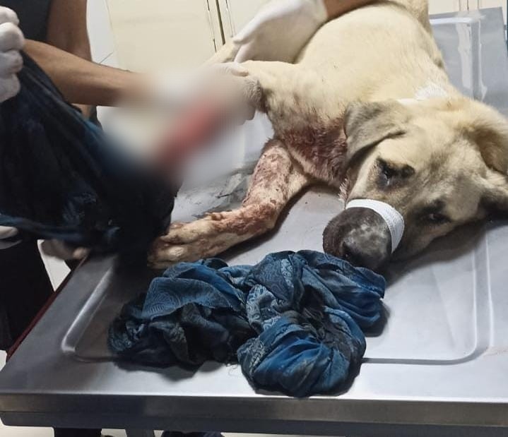 Ölüme terk ettiği köpek gece yarısı ameliyata alındı  