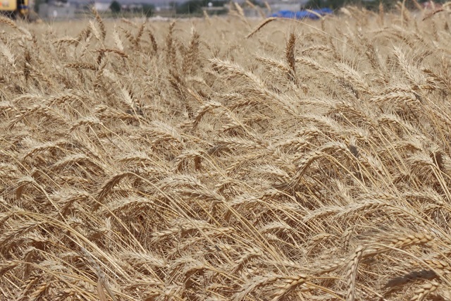 Büyükşehirin Ektiği Buğdaylar Halk Ekmek Fabrikasında Ekmeğe Dönüşecek