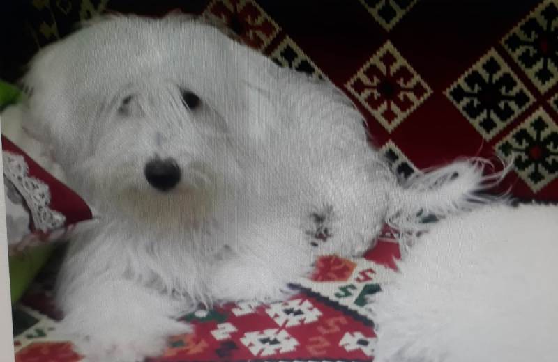 Şanlıurfa'da Araçtan kaçan süs köpeği aranıyor