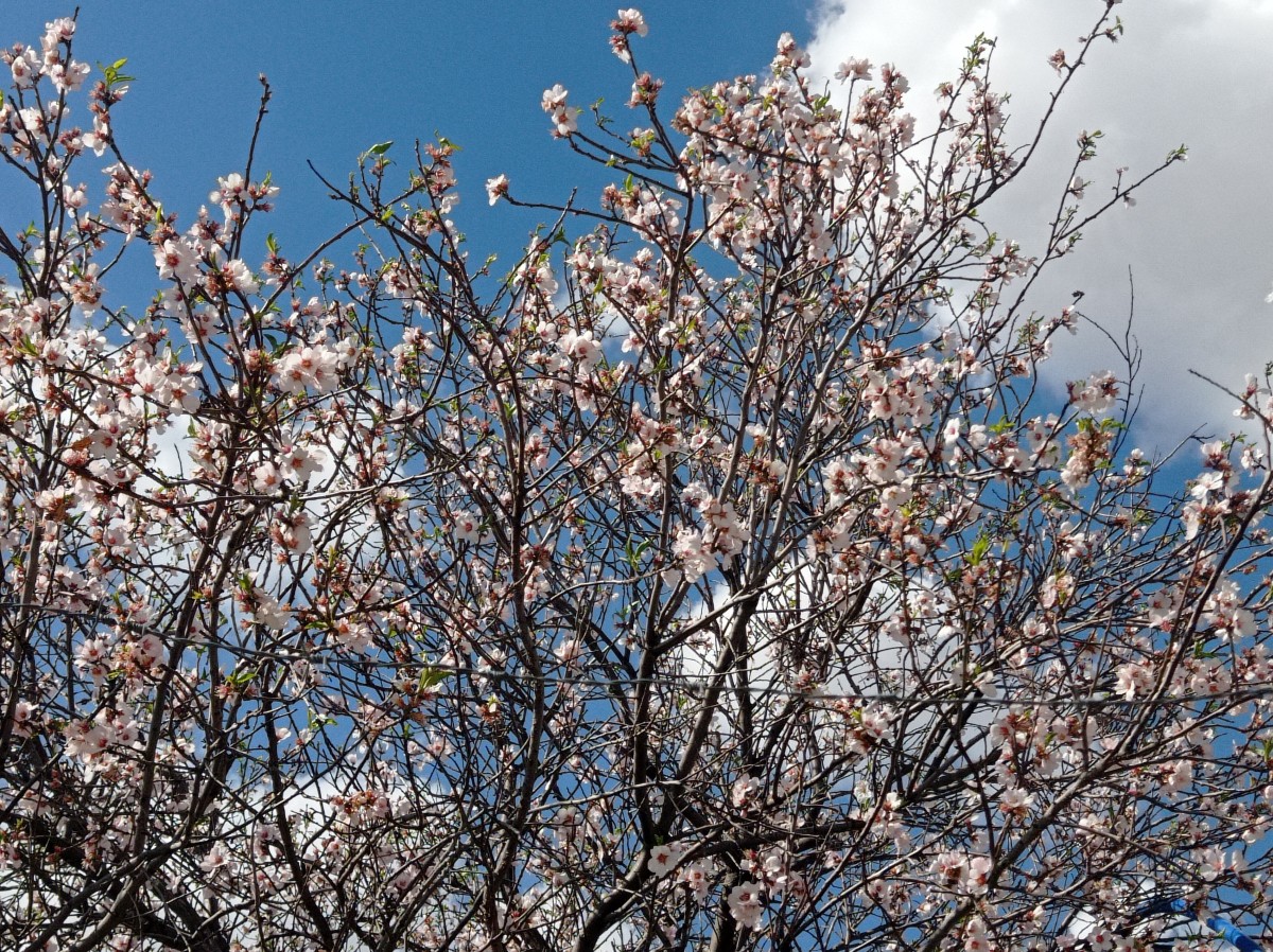 Baharın Müjdecisi Badem Ağaçları Çiçek Açtı