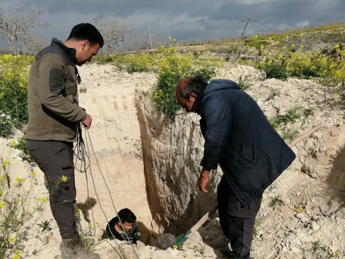 Şanlıurfa'da bitkin halde bulunan ″uzun kulaklı çöl kirpisi″ tedavi sonrası doğaya bırakıldı