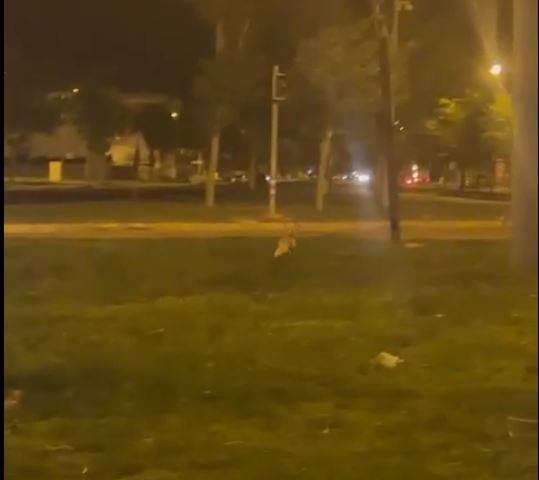 Şanlıurfa'da Yolunu şaşıran tilki, şehre indi