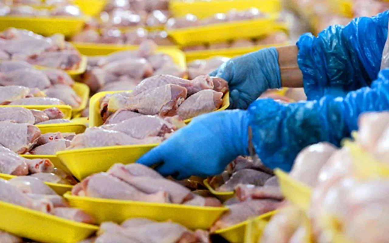 Şanlıurfa'da 500 kilogram bozuk tavuk eti ele geçirildi