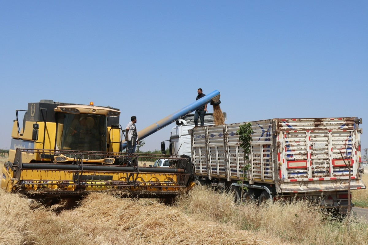 Şanlıurfa'da belediyenin ektiği buğday hasat yapıldı