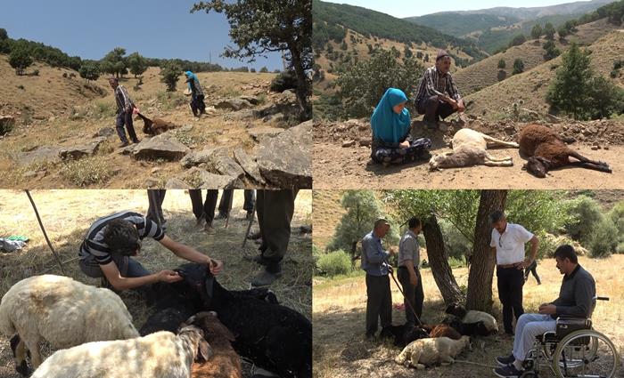 Sürüye saldıran kurtlar 35 koyunu telef etti, 45'ini yaraladı   
