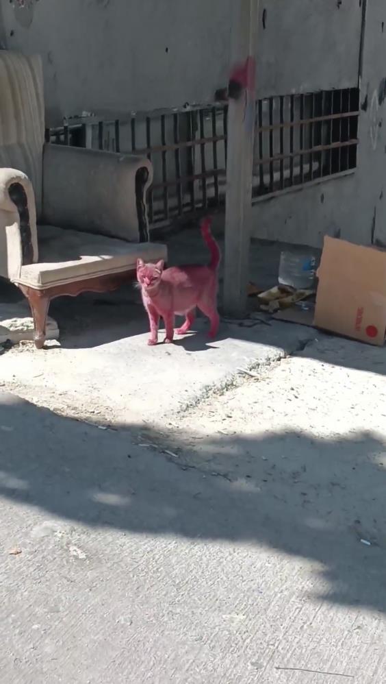 Kediyi pembeye boyayıp sokağa saldılar