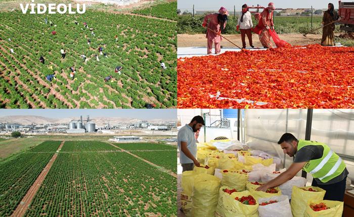 BÜYÜKŞEHİR’DE İSOT HASADI BAŞLADI
