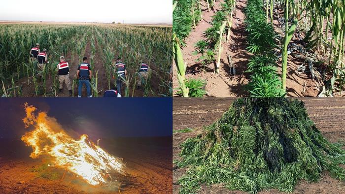 Şanlıurfa Suriye Sınırda mısır tarlasında 160 bin kök kenevir bitkisi bulundu  