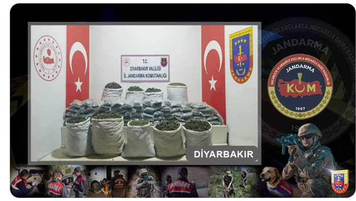 329 bin 630 kök kenevir ve 382 bin 500 kök skunk ele geçirildi
