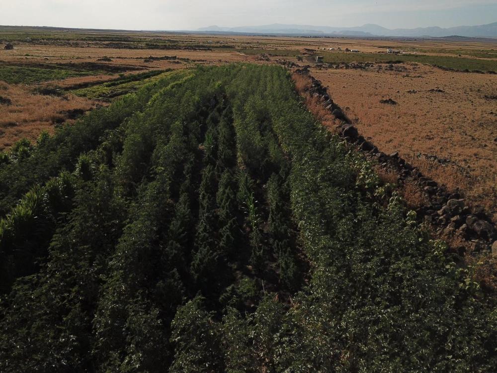 Şanlıurfa'da bamya tarlasına Hint keneviri eken şüpheli tutuklandı